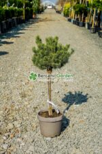 Pinus Sylvestris Watereri PA ( Pin Silvestru Watereri )