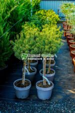 Pinus Sylvestris Watereri PA ( Pin Silvestru Watereri ) - imagine 2