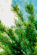 Pinus Sylvestris Watereri PA ( Pin Silvestru Watereri ) - imagine 3
