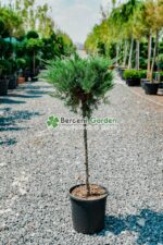Juniperus Sabina Tamarixifolia PA ( Ienupar semitarator Tamarixifofia )