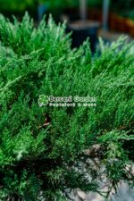 Juniperus Sabina Tamarixifolia PA ( Ienupar semitarator Tamarixifofia ) - imagine 2