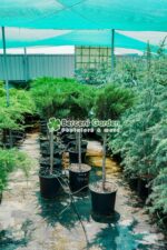 Juniperus Sabina Tamarixifolia PA ( Ienupar semitarator Tamarixifofia ) - imagine 3