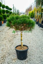 Pinus Nigra Pierrick Bregeon PA ( Pin negru Pierrick Bregeon )