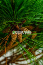 Pinus Nigra Pierrick Bregeon PA ( Pin negru Pierrick Bregeon ) - imagine 2
