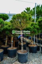 Pinus Nigra Pierrick Bregeon PA ( Pin negru Pierrick Bregeon ) - imagine 3