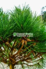 Pinus Nigra Pierrick Bregeon PA ( Pin negru Pierrick Bregeon ) - imagine 4