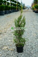 Cupressocyparis Leylandii ( Chiparos Leylandii )