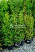 Cupressocyparis Leylandii ( Chiparos Leylandii ) - imagine 2