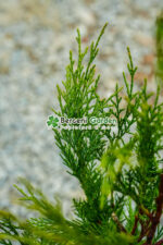 Cupressocyparis Leylandii ( Chiparos Leylandii ) - imagine 3