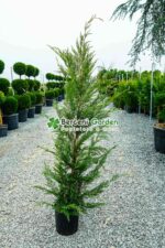 Cupressocyparis Leylandii ( Chiparos Leylandii )