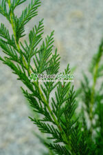 Cupressocyparis Leylandii ( Chiparos Leylandii ) - imagine 3