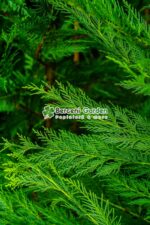 Cupressocyparis Leylandii ( Chiparos Leylandii ) - imagine 4