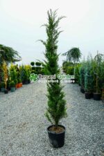 Cupressocyparis Leylandii ( Chiparos Leylandii )