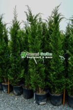 Cupressocyparis Leylandii ( Chiparos Leylandii ) - imagine 2