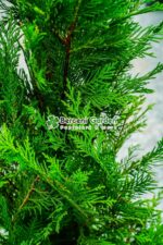 Cupressocyparis Leylandii ( Chiparos Leylandii ) - imagine 3
