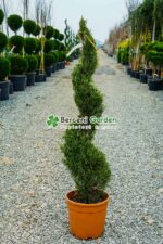 Cupressocyparis Leylandii spirala ( Chiparos Leylandii )