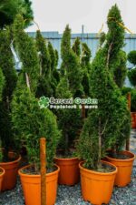 Cupressocyparis Leylandii spirala ( Chiparos Leylandii ) - imagine 2