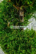 Cupressocyparis Leylandii spirala ( Chiparos Leylandii ) - imagine 3
