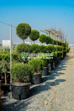 Cupressocyparis Leylandii 3 bile ( Chiparos Leylandii )