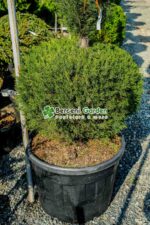Cupressocyparis Leylandii 3 bile ( Chiparos Leylandii ) - imagine 2