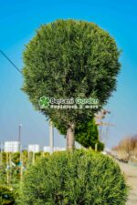 Cupressocyparis Leylandii 3 bile ( Chiparos Leylandii ) - imagine 3