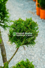 Cupressocyparis Leylandii pon pom ( Chiparos Leylandii ) - imagine 3