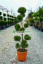 Cupressocyparis Leylandii pon pom ( Chiparos Leylandii )