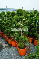 Cupressocyparis Leylandii pon pom ( Chiparos Leylandii ) - imagine 3