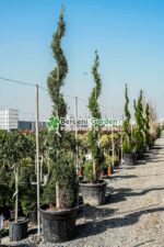 Cupressocyparis Leylandii spirala ( Chiparos Leylandii )