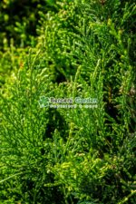 Cupressocyparis Leylandii spirala ( Chiparos Leylandii ) - imagine 2
