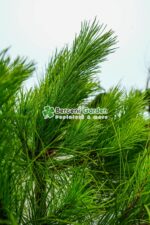 Pinus Pinea ( Pinul de piatra ) - imagine 2
