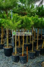 Pinus Pinea ( Pinul de piatra ) - imagine 3