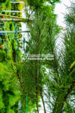 Pinus Pinea ( Pinul de piatra ) - imagine 2