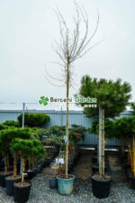 Pinus Pinea ( Pinul de piatra ) - imagine 3