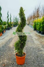 Cupressocyparis Leylandii Castlewellan Gold spirala ( Chiparos Leylandii Castlewellan Gold )