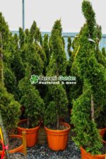 Cupressocyparis Leylandii Castlewellan Gold spirala ( Chiparos Leylandii Castlewellan Gold ) - imagine 2