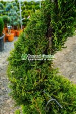 Cupressocyparis Leylandii Castlewellan Gold spirala ( Chiparos Leylandii Castlewellan Gold ) - imagine 3