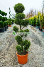 Cupressocyparis Leylandii Castlewellan Gold pon pom ( Chiparos Leylandii Castlewellan Gold )
