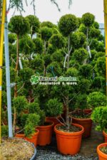 Cupressocyparis Leylandii Castlewellan Gold pon pom ( Chiparos Leylandii Castlewellan Gold ) - imagine 2