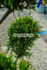 Cupressocyparis Leylandii Castlewellan Gold pon pom ( Chiparos Leylandii Castlewellan Gold ) - imagine 3
