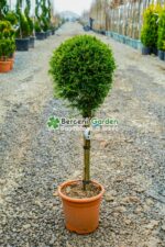 Cupressocyparis Leylandii Castlewellan Gold PA mini ( Chiparos Leylandii Castlewellan Gold )
