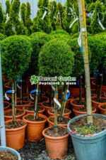 Cupressocyparis Leylandii Castlewellan Gold PA mini ( Chiparos Leylandii Castlewellan Gold ) - imagine 2
