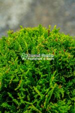 Cupressocyparis Leylandii Castlewellan Gold PA mini ( Chiparos Leylandii Castlewellan Gold ) - imagine 3