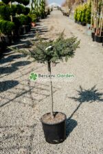 Juniperus Conferta Schlanger PA ( Ienupar tarator Schlager )