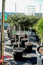 Juniperus Conferta Schlanger PA ( Ienupar tarator Schlager ) - imagine 2