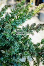 Juniperus Conferta Schlanger PA ( Ienupar tarator Schlager ) - imagine 3