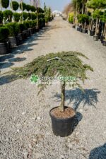 Juniperus Conferta Schlanger PA mini ( Ienupar tarator Schlager )