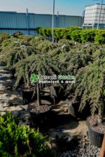 Juniperus Conferta Schlanger PA mini ( Ienupar tarator Schlager ) - imagine 2