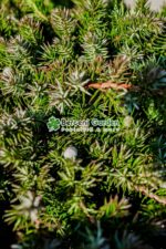 Juniperus Conferta Schlanger PA mini ( Ienupar tarator Schlager ) - imagine 3