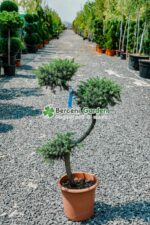 Juniperus Conferta Schlanger bonsai ( Ienupar tarator Schlager )